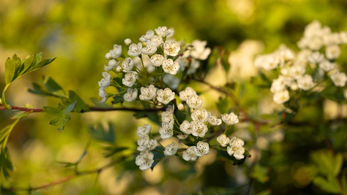 Ringstead, Dorset, Hawthorn Blossom...