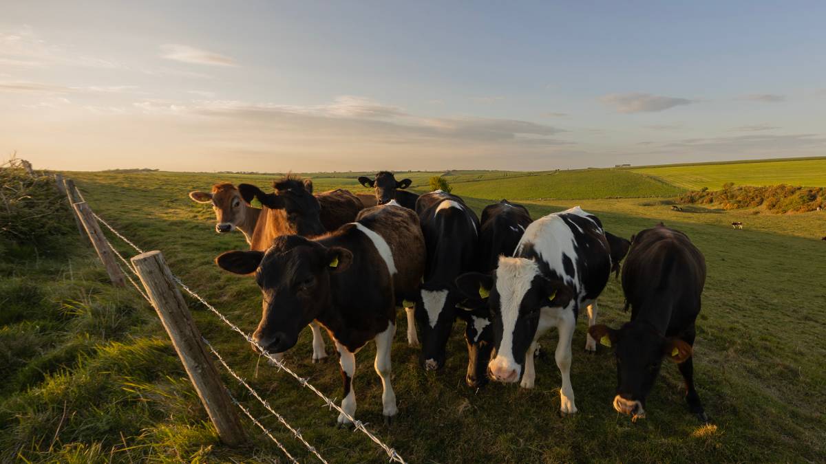 Ringstead, Dorset, On the Hoof...