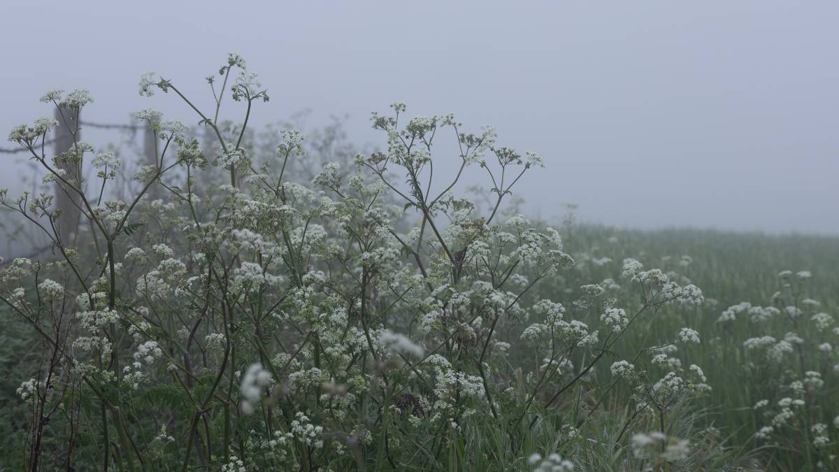 West Chaldon, Dorset, Misty Morning...