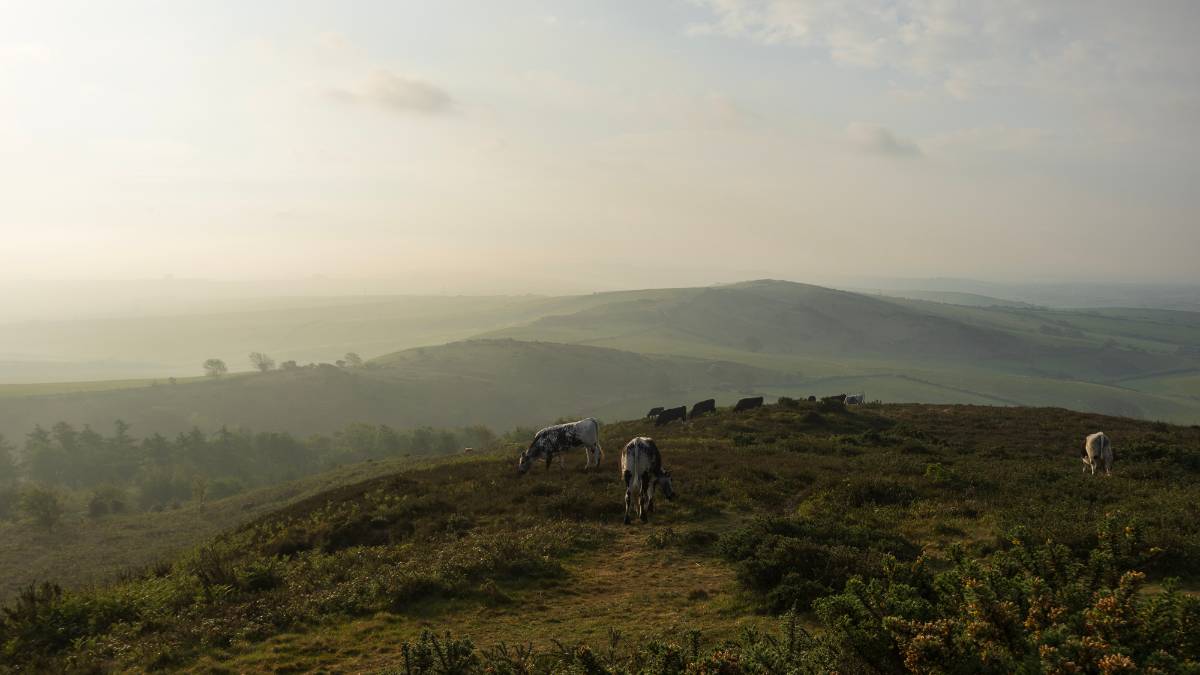 Portesham, Dorset, Dorset Landscape...