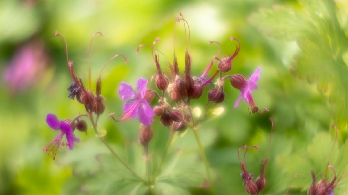 Dorchester, Dorset, Drought-resistant tuberous-rooted Cranesbill...