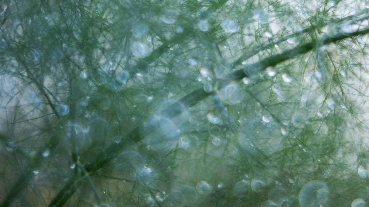 Dorchester, Dorset, Water Droplets on Fennel Foliage...