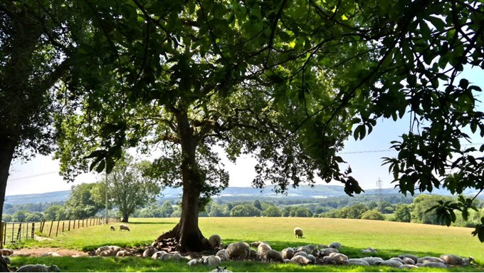 Too hot for the sheep!. Posted by DEW1