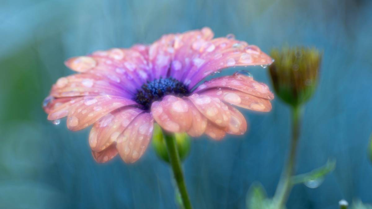 Dorchester, Dorset, Osteospermum and Rain...