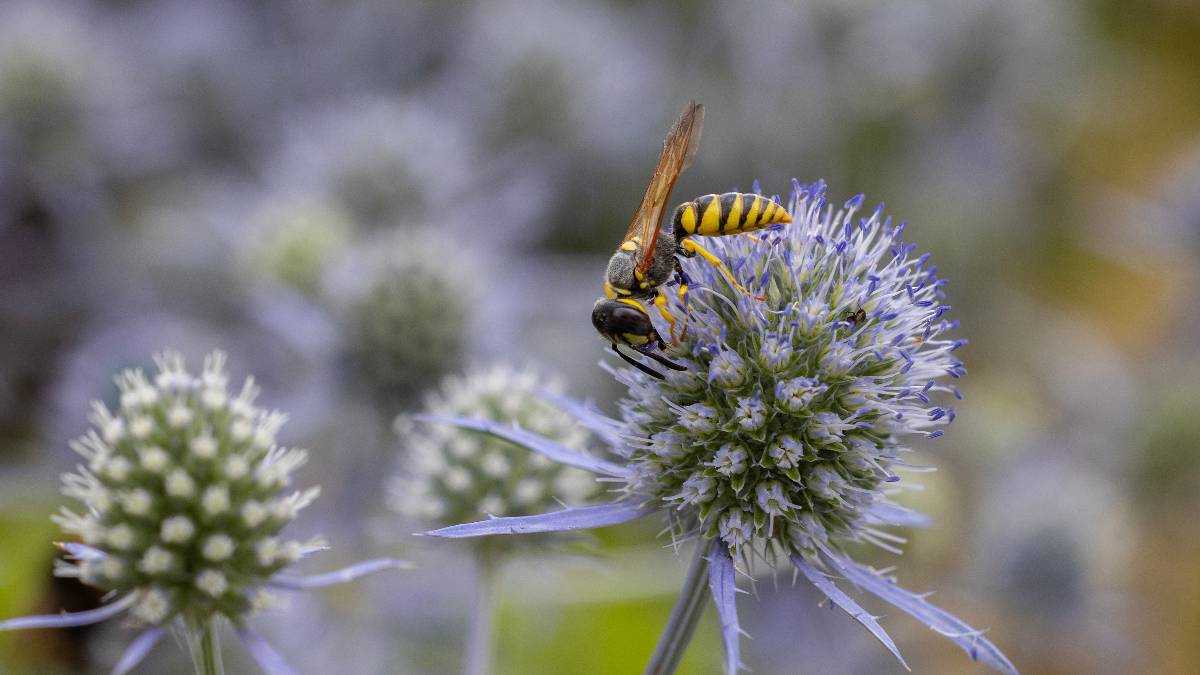 Dorchester, Dorset, European Beewolf...