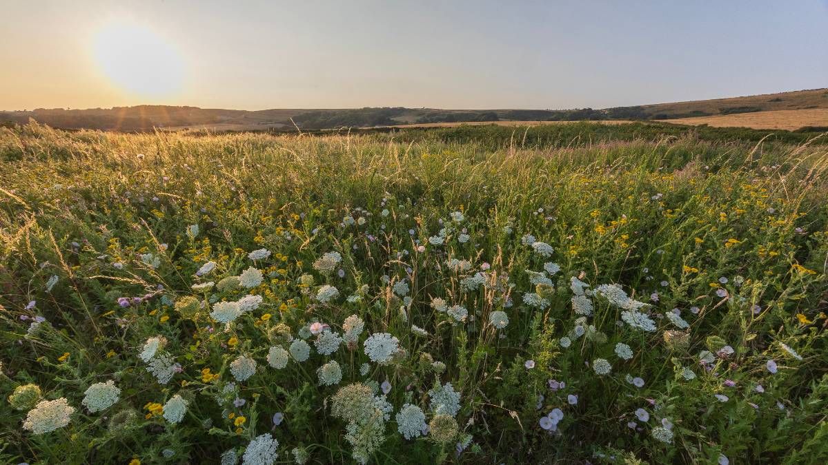 Preview image for JurassicCoast