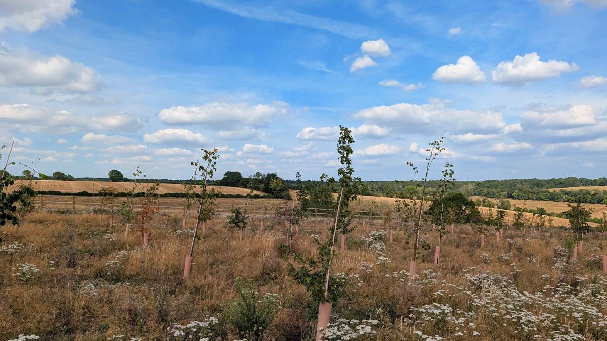 Berkhamsted, Herts, The Savannah  of the Chilterns...