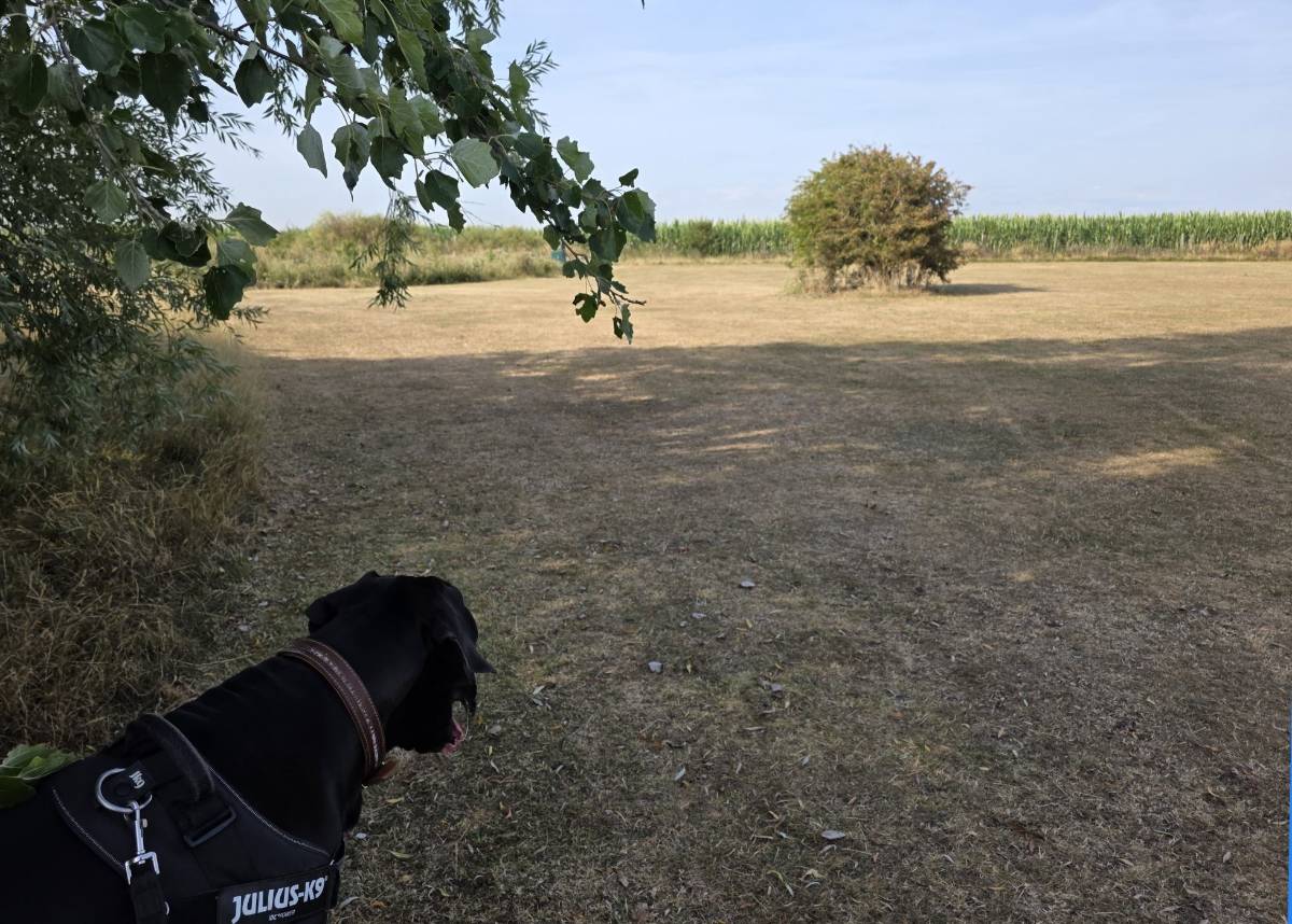 Leysdown, Kent, 8 AM on a sunny July morning at the Leysdown country park. The grass is bro...