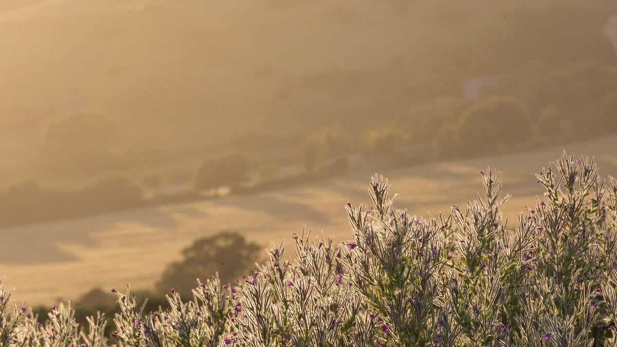 Ringstead, Dorset, The Golden Hour...
