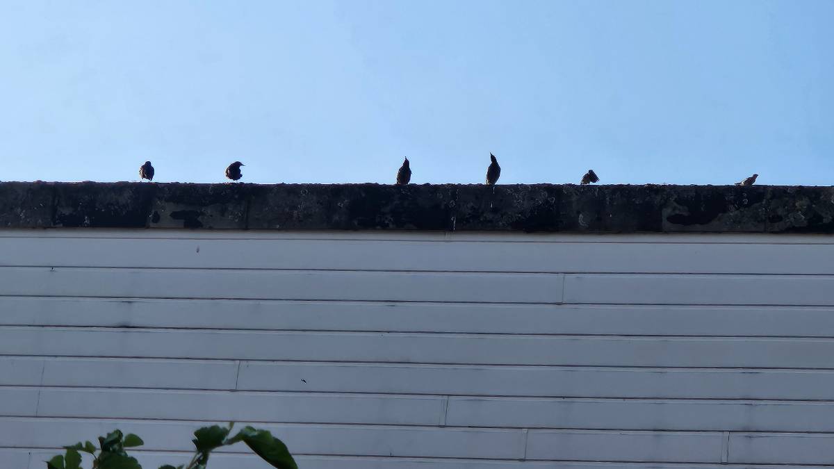 Crowborough, , Summer starling morning...