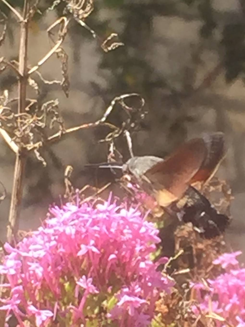 Montcuq, , Hummingbird Hawk Moth taken in France early September 2019. Taken using an ...