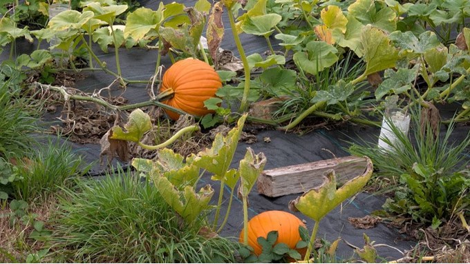 Pumpkins getting fat. Posted by Brian Gaze