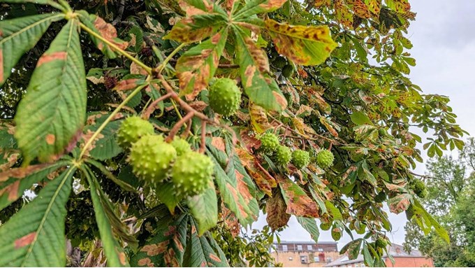 Conkers getting ready to drop. Posted by Brian Gaze