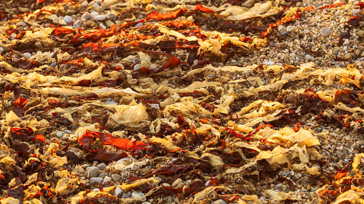 Preview image for JurassicCoast