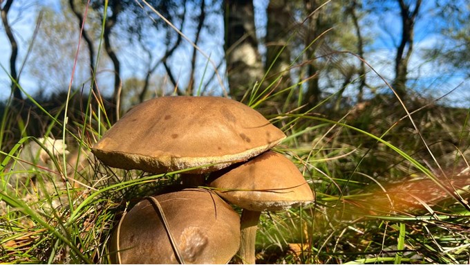 Plenty of autumn fungi around now liking the damp warm weather. Posted by toppiker60