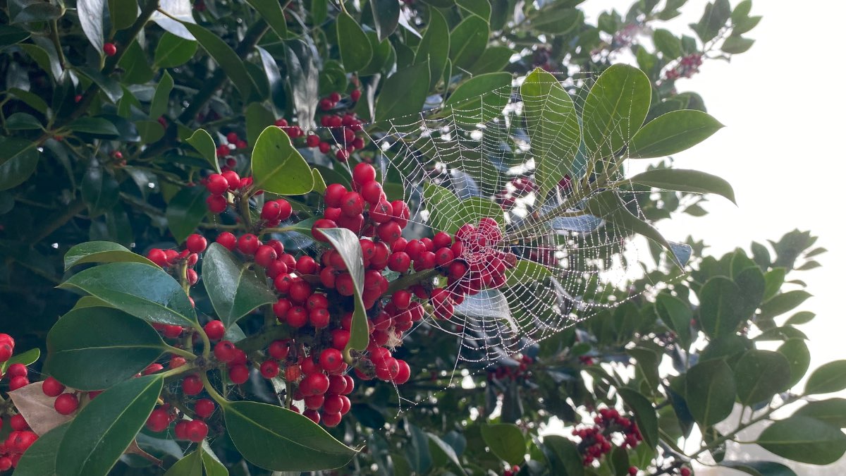 Moulton Chapel, Lincolnshire, Foggy morning cobweb in Holly tree ...