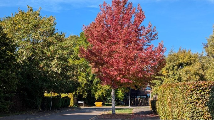 Autumn colours beginning to show. Posted by Brian Gaze