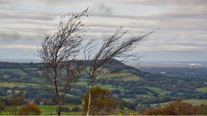 Gun Moor, saplings growing sideways by the prevailing southwesterly winds. Posted by toppiker60