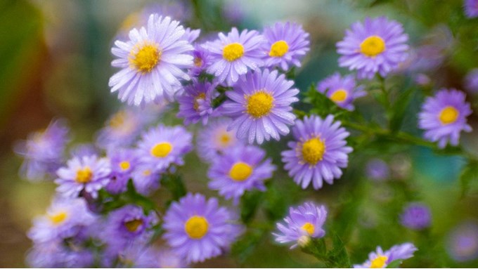 Aster novi-belgii Blue. Posted by JurassicCoast