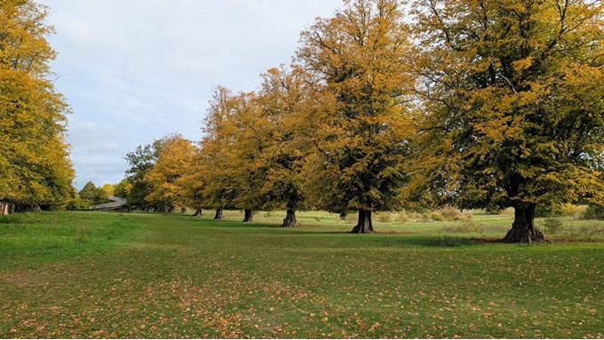 Tring Park in October. Posted by Brian Gaze