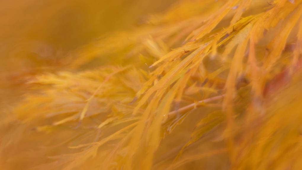 Preview image for JurassicCoast